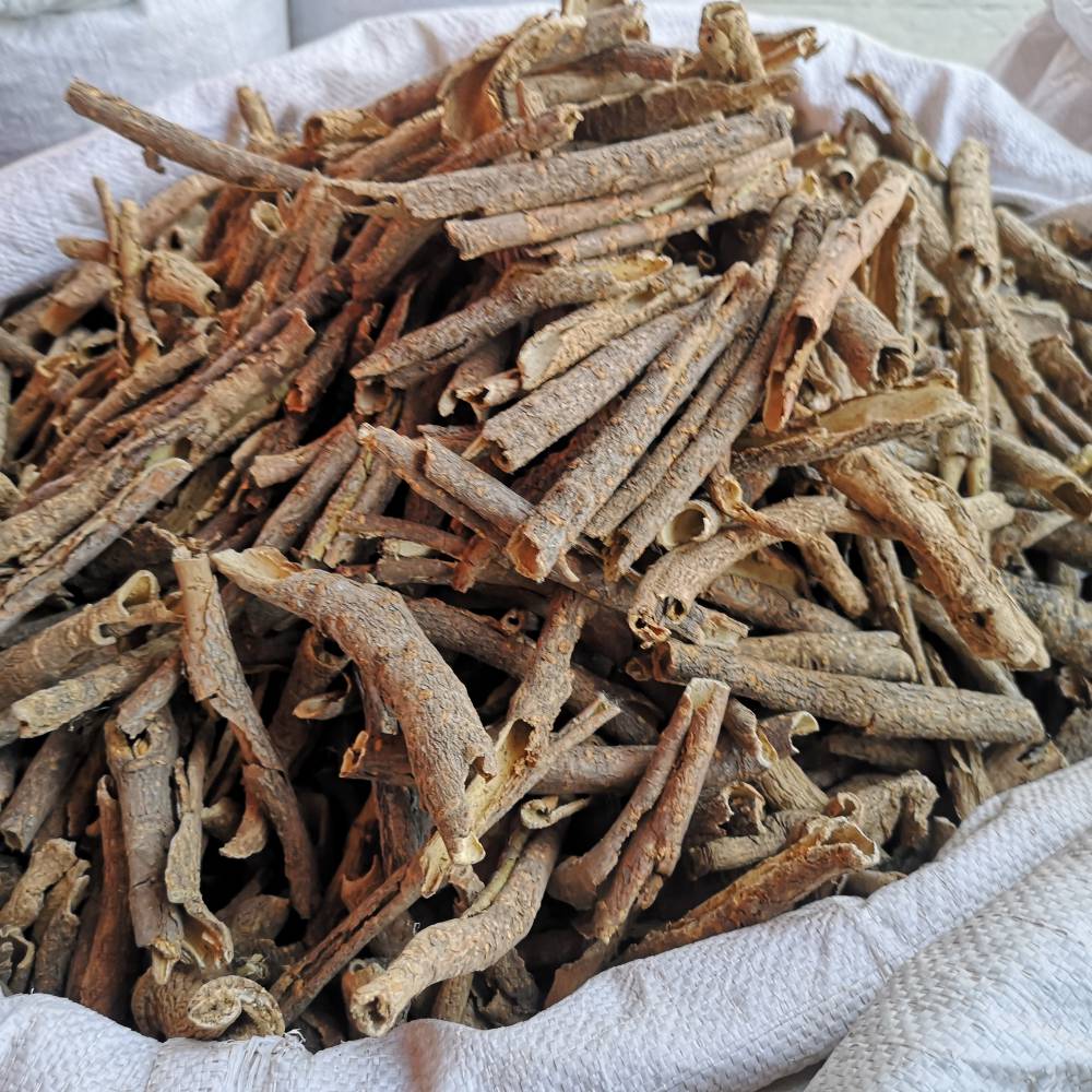 刺五加的藥用價(jià)值與相關(guān)應(yīng)用場景