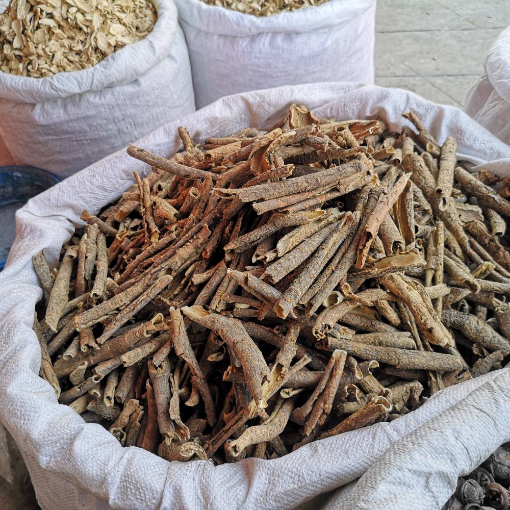 刺五加的藥用價(jià)值及其在現(xiàn)代生活中的應(yīng)用